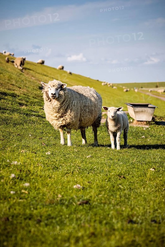 Domestic sheep (Ovis aries)