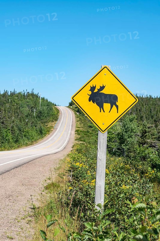 Road sign warns of crossing moose