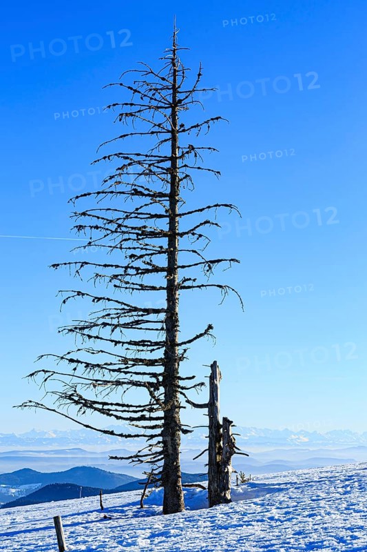 Dead tree in snow