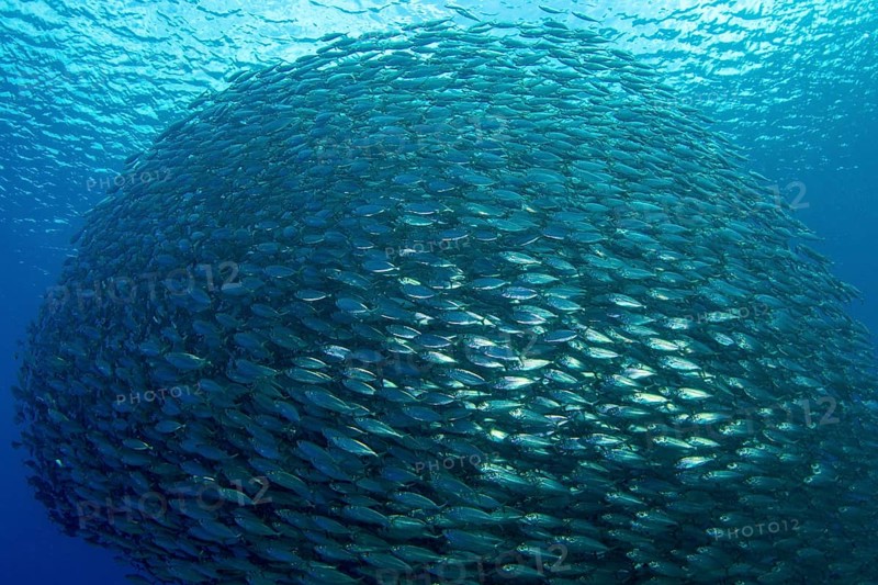 Shoal of fish mackerel scad (Decapterus macarellus)