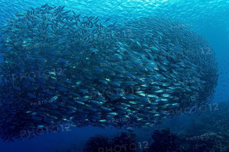 Shoal of fish mackerel scad (Decapterus macarellus)