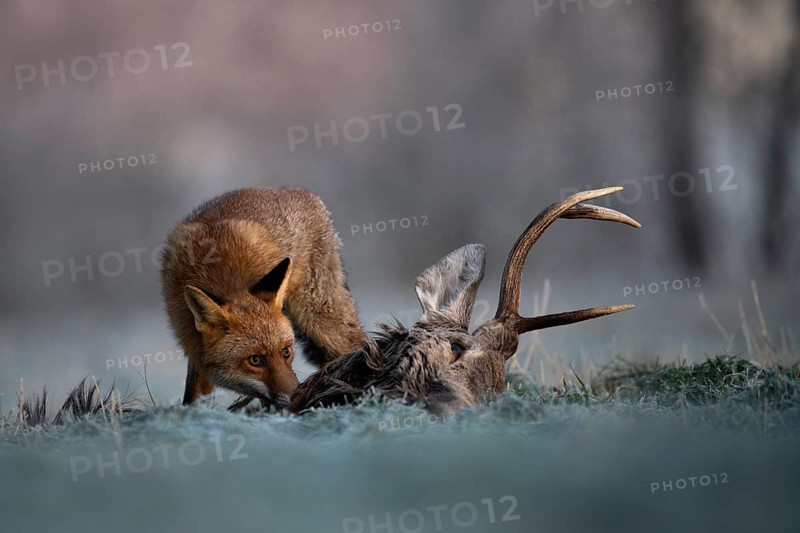 Red fox (Vulpes vulpes) eats on dead deer in winter