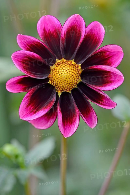 Garden Dahlia (Dahlia)