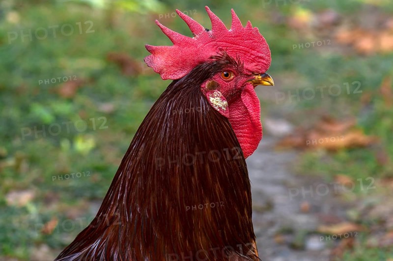 Brown cock (Gallus gallus domesticus)