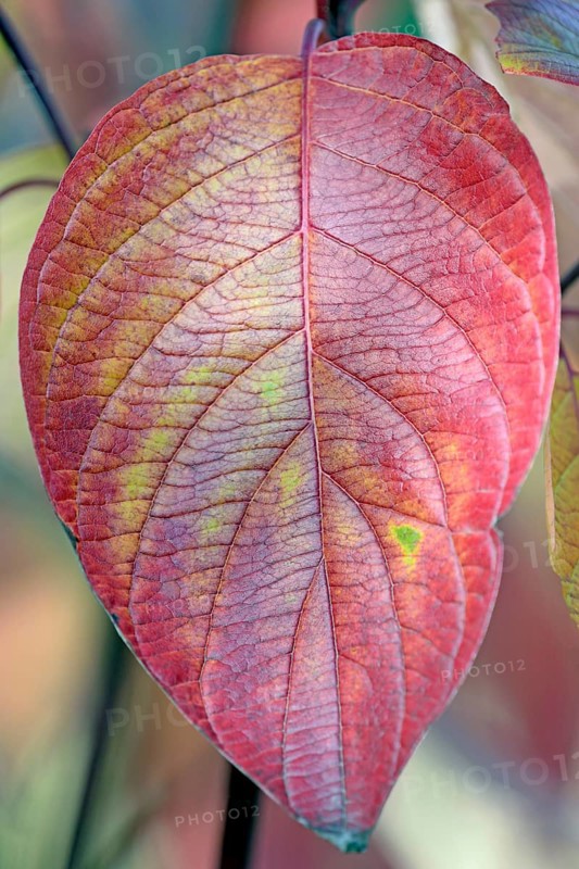 Common Dogwood (Cornus sanguinea)