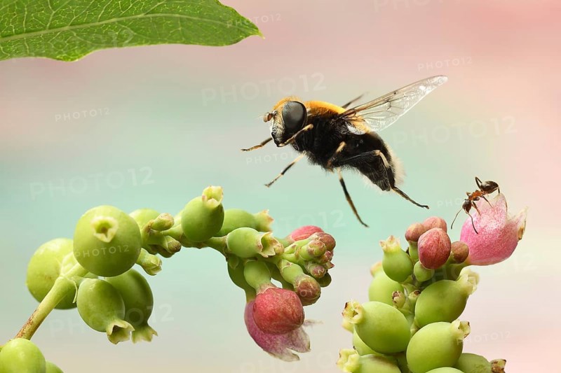 Bumblebee Hoverfly (Volucella bombylans) in flight on inflorescence of common Snowberry (Symphoricarpos)