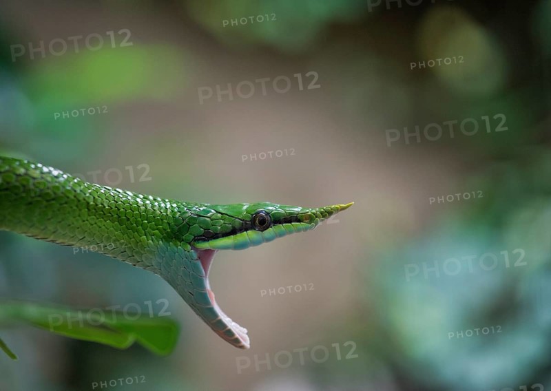 Rhinoceros ratsnake (Gonyosoma boulengeri)