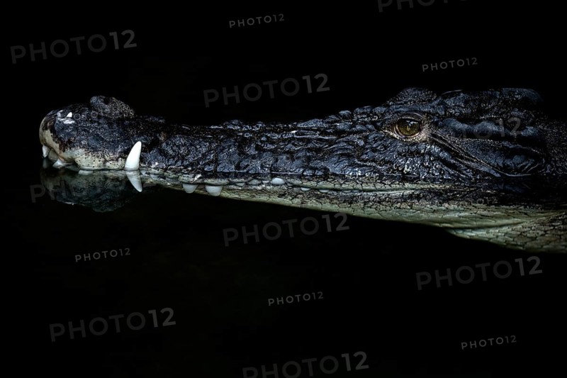 Saltwater crocodile (Crocodylus porosus)