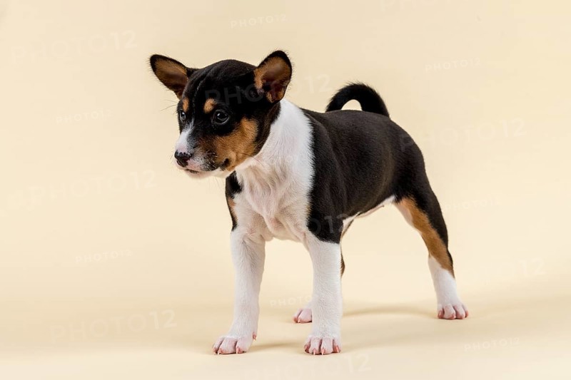 Basenji or Congo Terrier (Canis lupus familiaris)