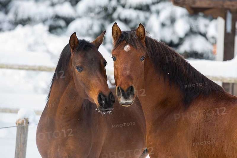 Two Arabian stallions in winter