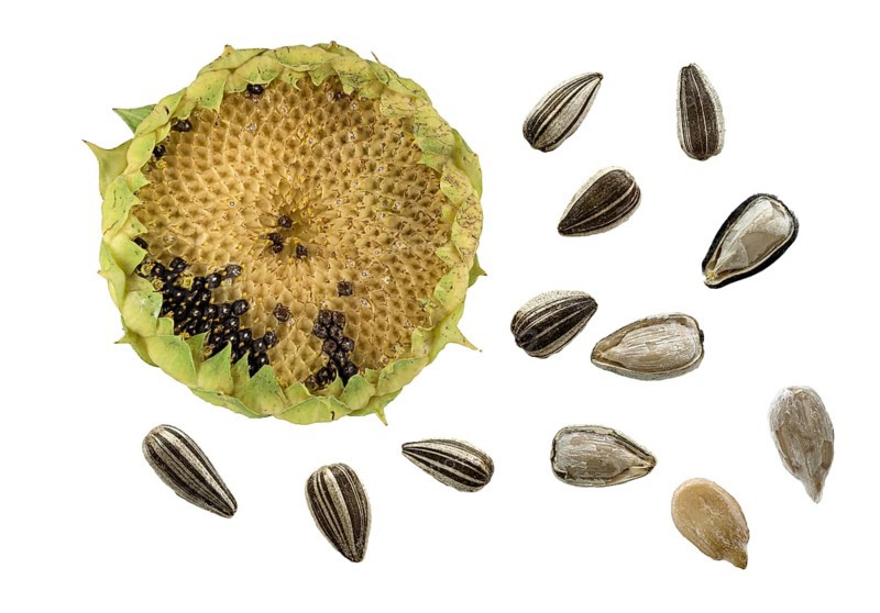 Sunflowers (Helianthus annuus)