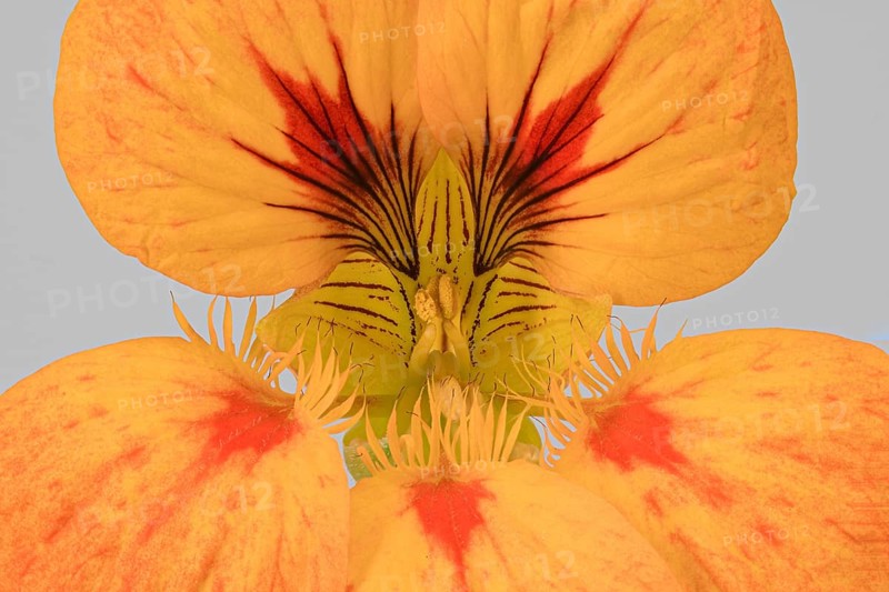 Garden nasturtium (Tropaeolum majus)