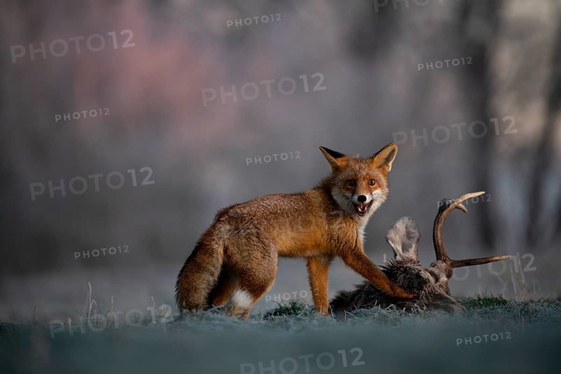 Red fox (Vulpes vulpes) eats on dead deer in winter
