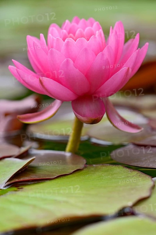 Water lily (Nymphaea)