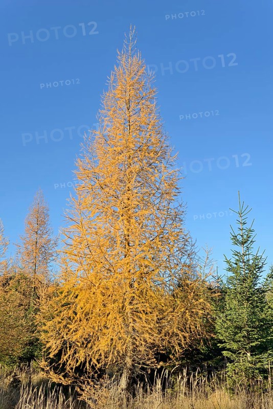 European larch (Larix decidua) with autumn colouring