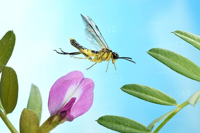 Tenthredinidae sp (Tenthredo temula) in flight on purple flower of Common Vetch (Vicia sativa)
