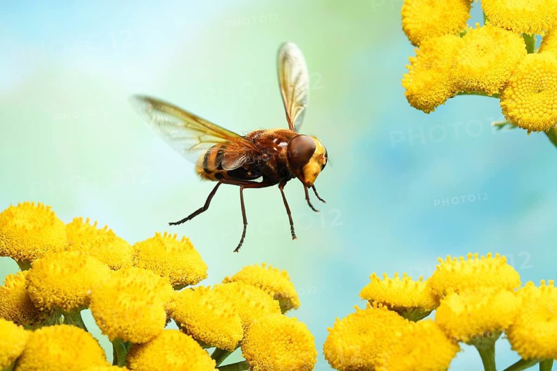 Hornet Mimic Hoverfly (Volucella zonaria) in flight on yellow Tansy (Tanacetum vulgare)
