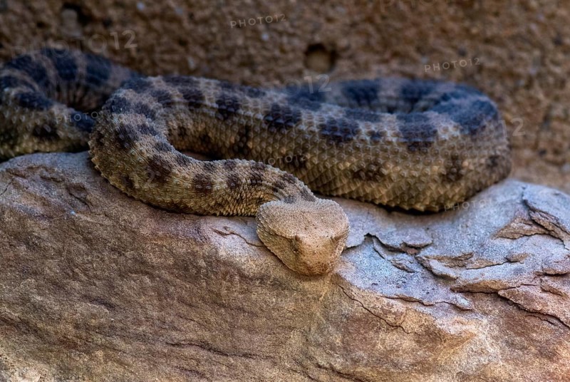 Poisonous horned viper (Cerastes cerastes)