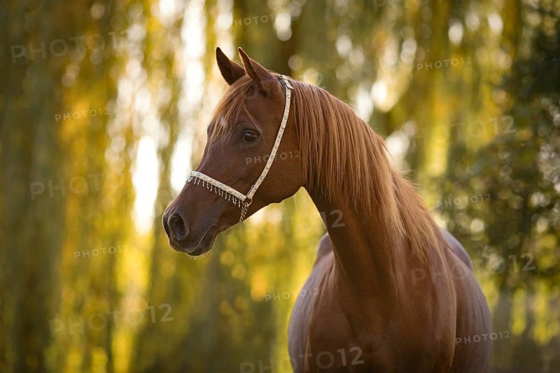 Thoroughbred Arabian chestnut mare