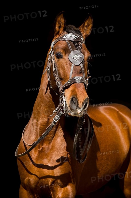 Pura Raza Espanola stallion with baroque bridle