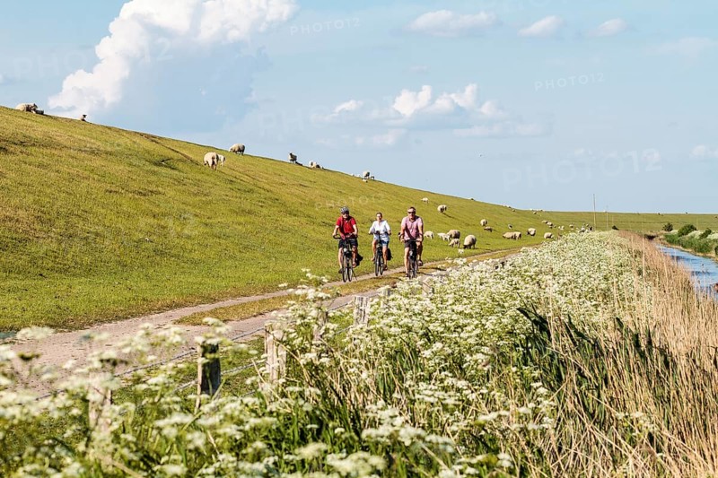 Group of cyclists and Domestic sheep (Ovis aries) at the dike