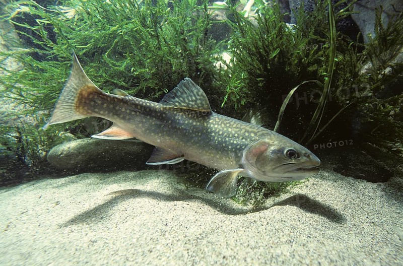 Brook Trout (Salvelinus fontinalis)
