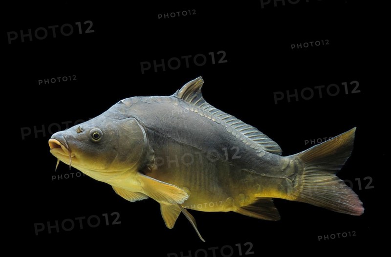 Common carp (Cyprinus carpio)