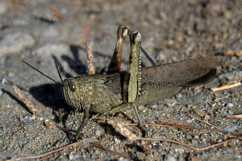 Egyptian locust (Anacridium aegyptium)