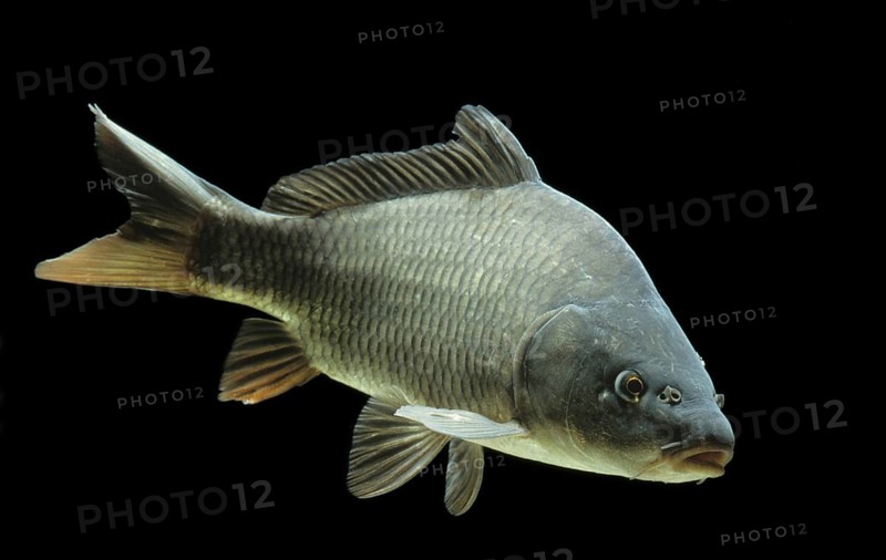 Common carp (Cyprinus carpio)
