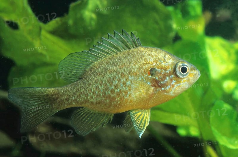 Pumpkinseed (Lepomis gibbosus)
