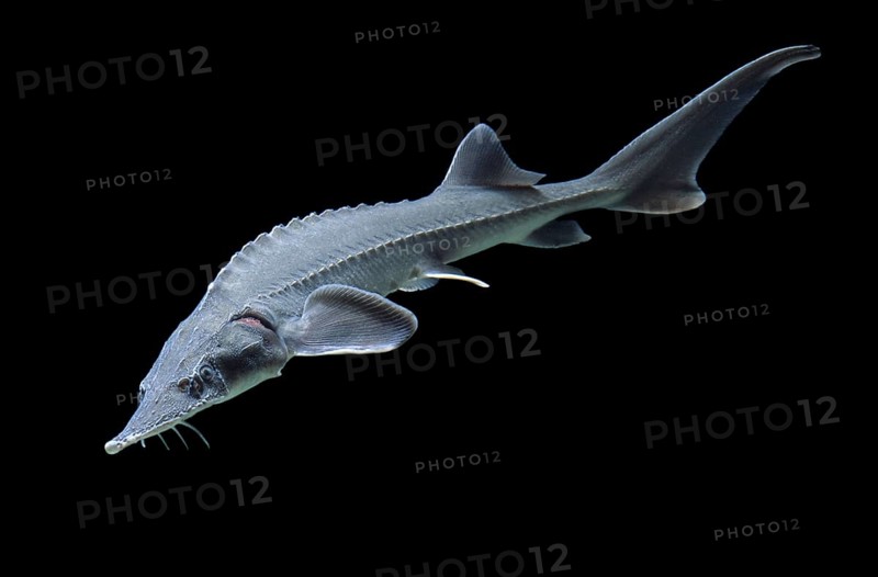 Siberian sturgeon (Acipenser baerii)