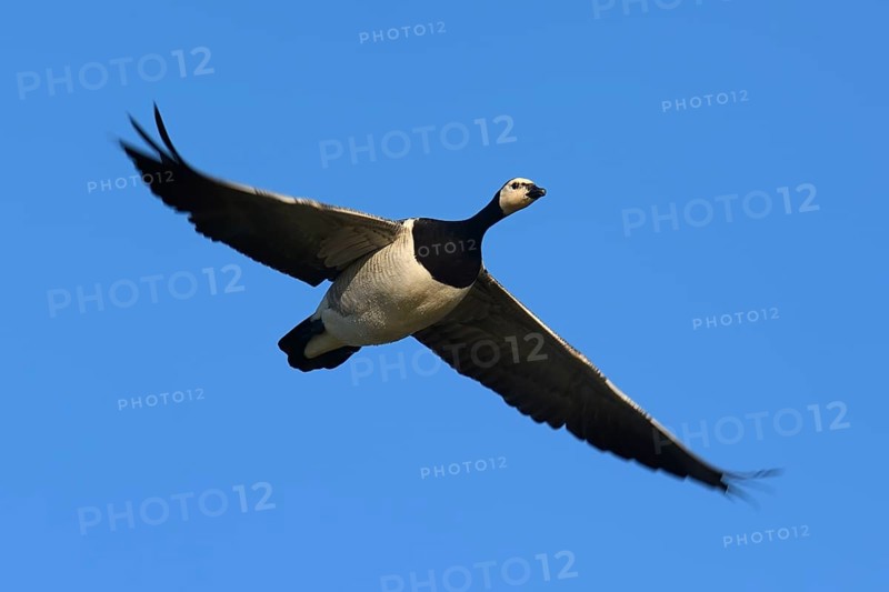 Barnacle goose (Branta leucopsis) in flight