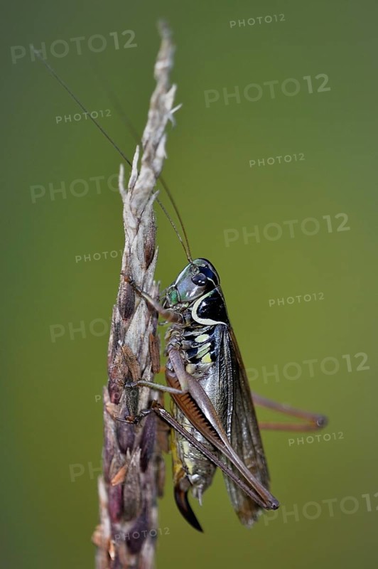 Roesel's bush-cricket (Roeseliana roeselii)