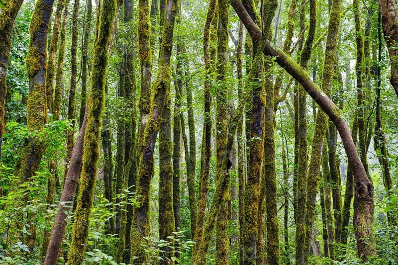 Moss-covered trees in the cloud forest near El Cedro