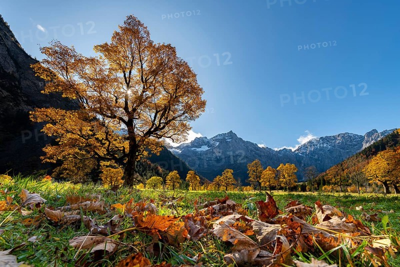 Autumnal Maple