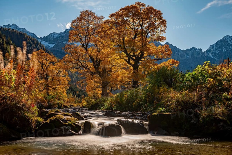 Autumnal Maple