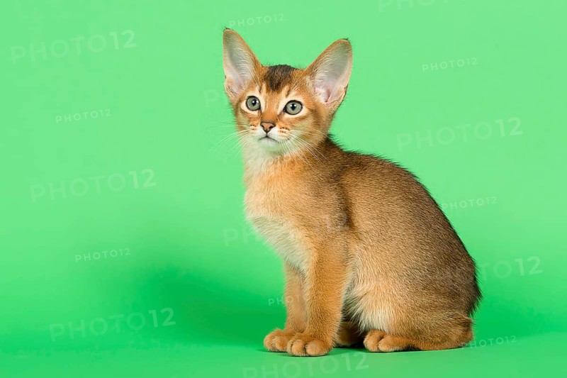 Abyssinian cat