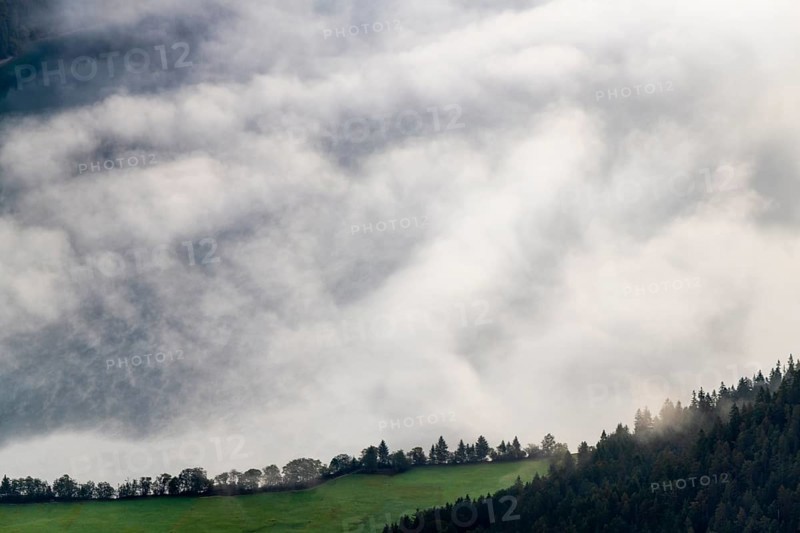 Forest and meadow with path in front of Talnebel