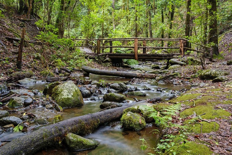 Bridge over El Cedro stream in cloud forest