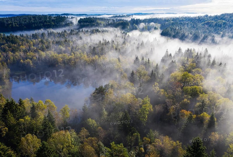 Fogging over forest landscape and pond