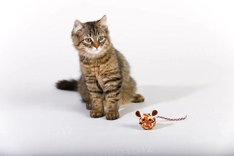 Maine Coon cat