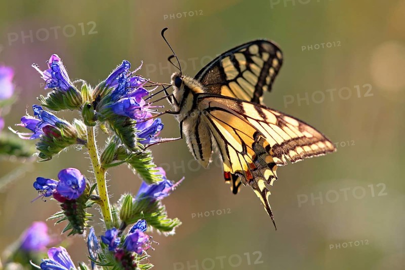Swallowtail