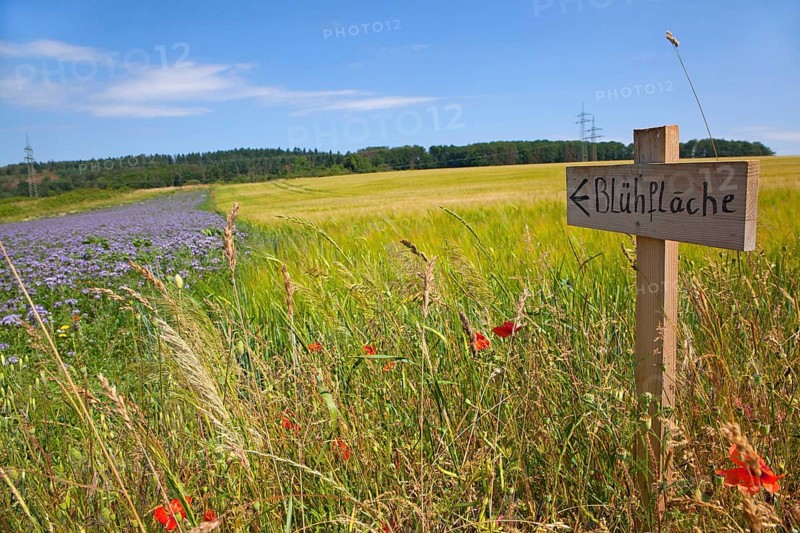 Wooden signboard as a hint to an arranged flowering area