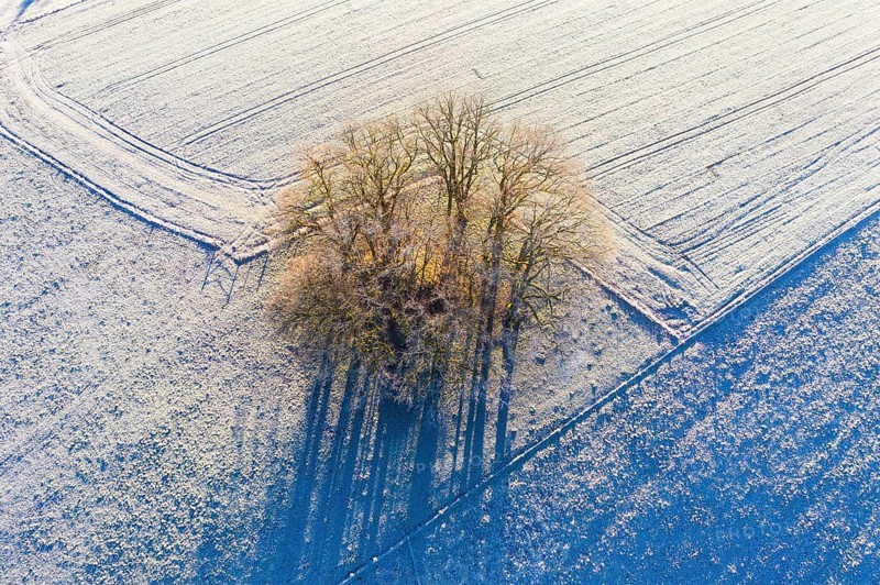 Group of trees in meadows with hoarfrost