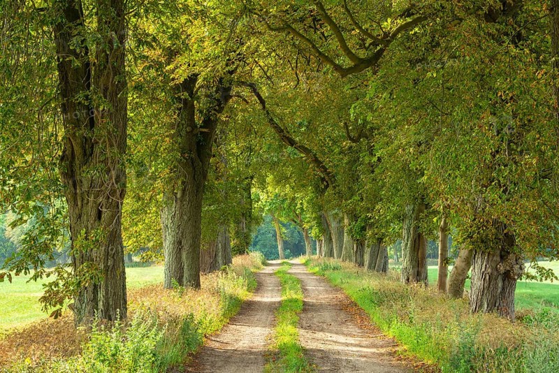 Field path through avenue with Horse chestnuts