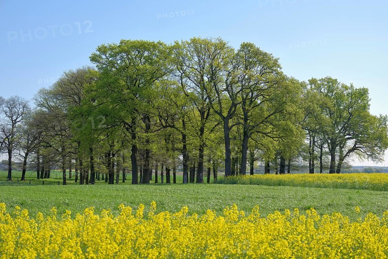 Rape field with English oaks forest