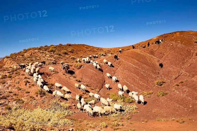 Sheep and goats going down the colored mountains on the road from Ait Ben Haddou to Telouet