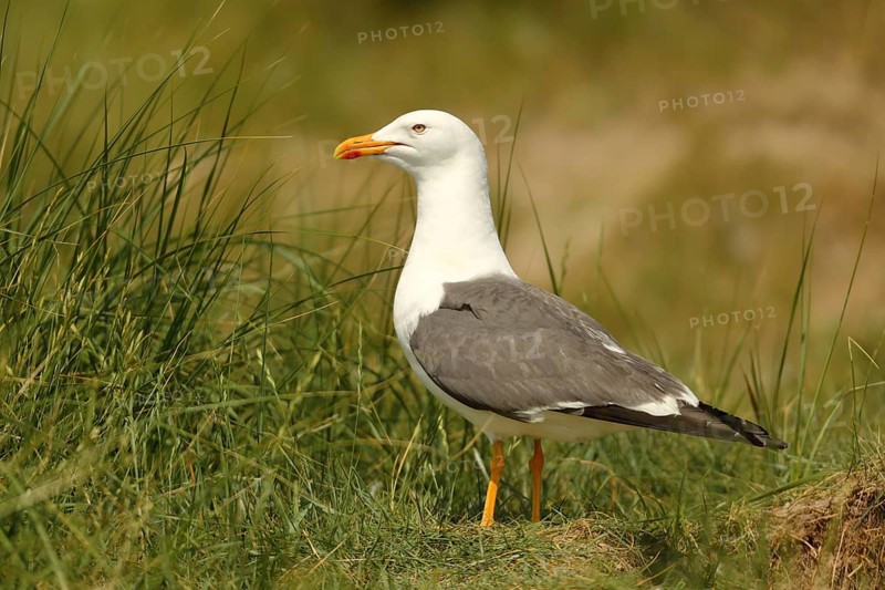 Lesser black-backed gull