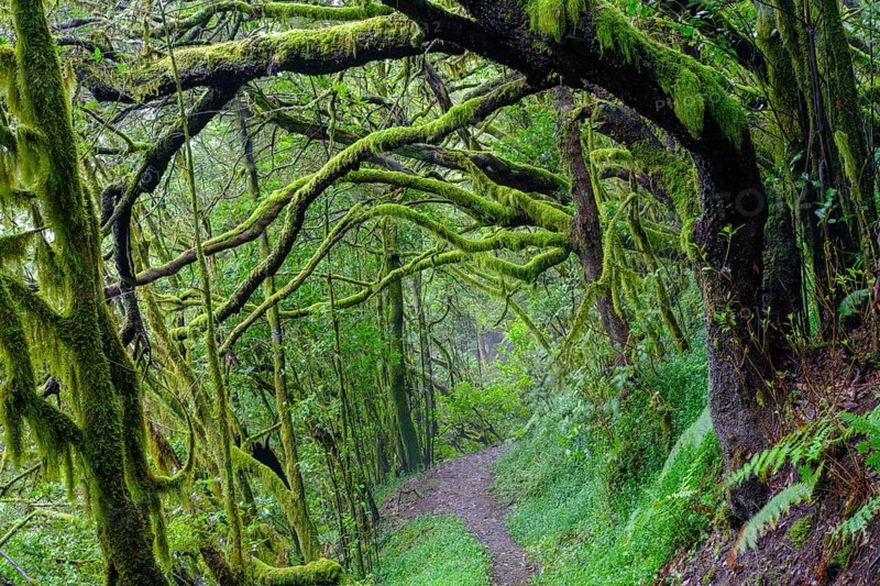 Forest path with mossy tree trunks in cloud forest