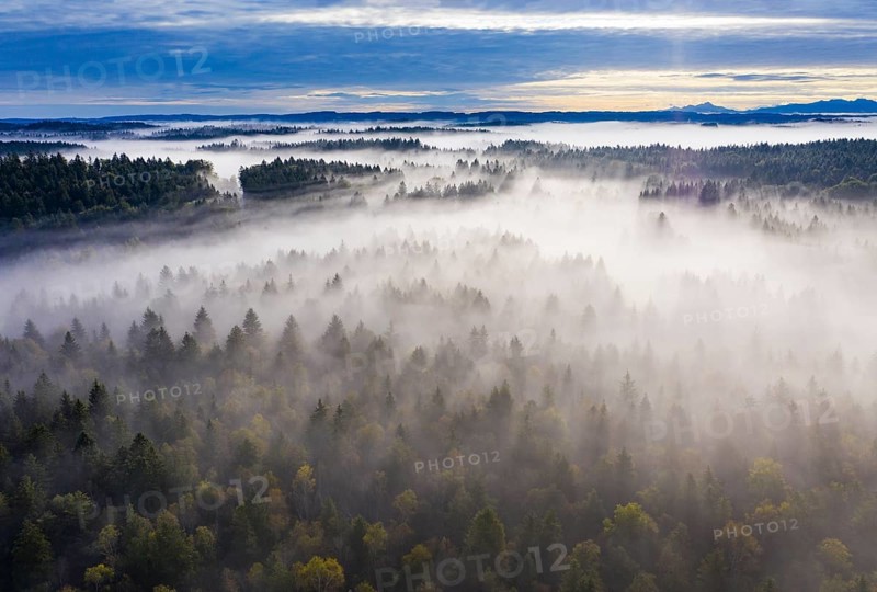 Wafts of mist over forest landscape near Geretsried